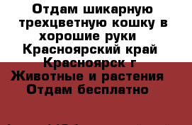 Отдам шикарную трехцветную кошку в хорошие руки - Красноярский край, Красноярск г. Животные и растения » Отдам бесплатно   